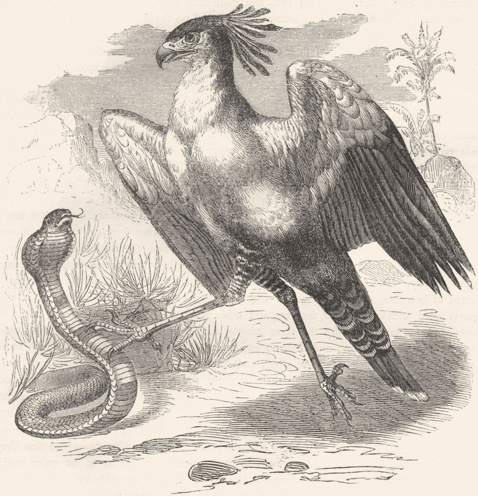 BIRDS. Raptorial. Vulture Falcons. Secretary, Crane c1870 old antique print